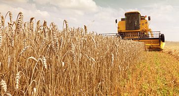 Южноуральским аграриям поручено на 70% увеличить сбор зерна в 2022 году