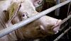В Увельском районе организованная группа полгода похищала свиней и комбикорм с предприятия